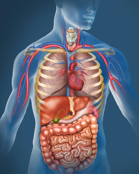 Ilustración anatómica del torso humano con el corazón, los pulmones y el aparato digestivo